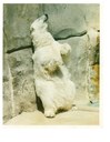 hogel zoo polar bear 1992